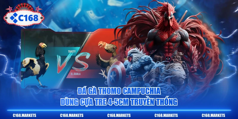 Đá Gà Thomo Campuchia dùng cựa tre 4-5cm truyền thống